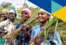 ILO report – Strengthening women’s cooperatives: The experience of SEWA Cooperative Federation